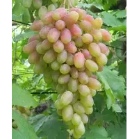 Саженцы винограда Юбилей Новочеркасска в Таджикистане