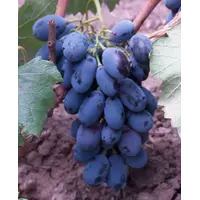 Саженцы винограда Блек Гранд в Таджикистане