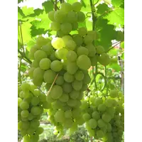 Саженцы винограда Супер Экстра в Таджикистане